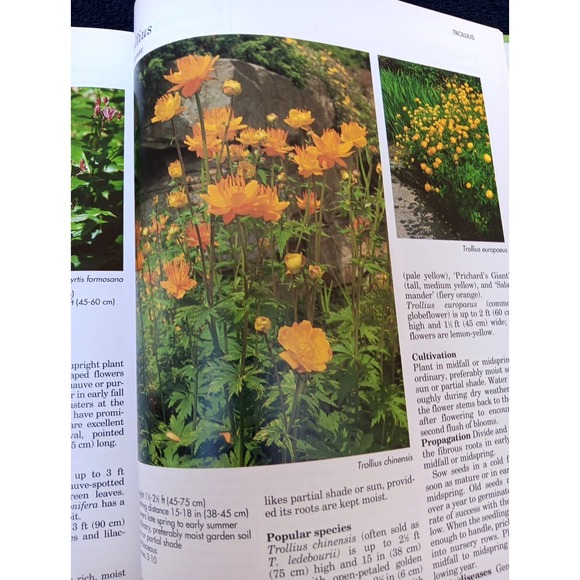 A–Z of Perennials – Reader's Digest Successful Gardening Series 1990, Hardcover - Picture 13 of 14